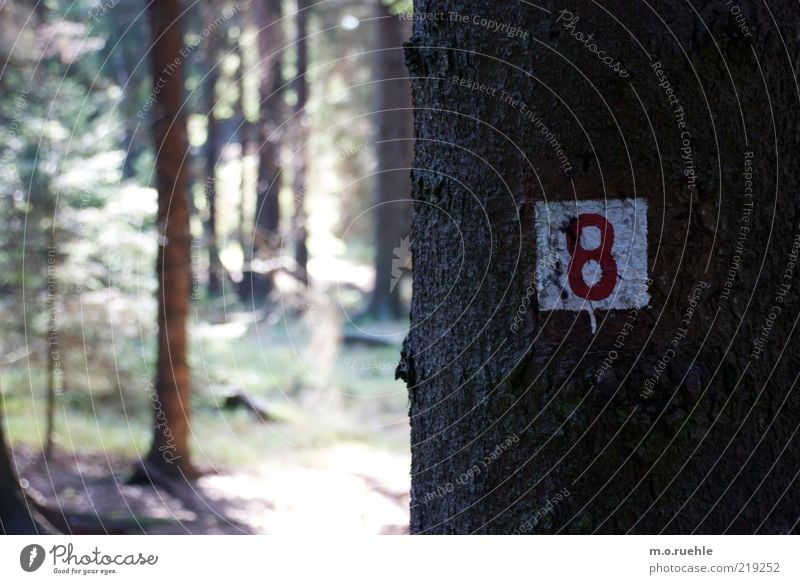 pfadzahl Natur Landschaft Pflanze Schönes Wetter Baum Wald Holz Zeichen Ziffern & Zahlen Schilder & Markierungen rot weiß 8 Farbfoto Außenaufnahme