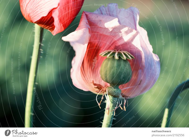 Lilamohn Leben Umwelt Natur Landschaft Pflanze Frühling Sommer Schönes Wetter Blume Blüte Nutzpflanze Mohn Garten Park Wiese Feld Blühend verblüht Wachstum