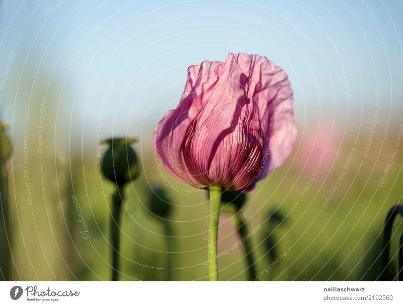 lila Mohnfeld Leben Umwelt Natur Pflanze Sonnenaufgang Sonnenuntergang Frühling Sommer Schönes Wetter Blume Blüte Nutzpflanze Mohnblüte Garten Park Wiese Feld