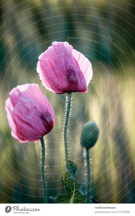 Lila Mohn Leben Umwelt Natur Pflanze Frühling Sommer Blume Blüte Nutzpflanze Mohnfeld Mohnblüte Garten Park Wiese Feld Blühend Wachstum Duft natürlich grün