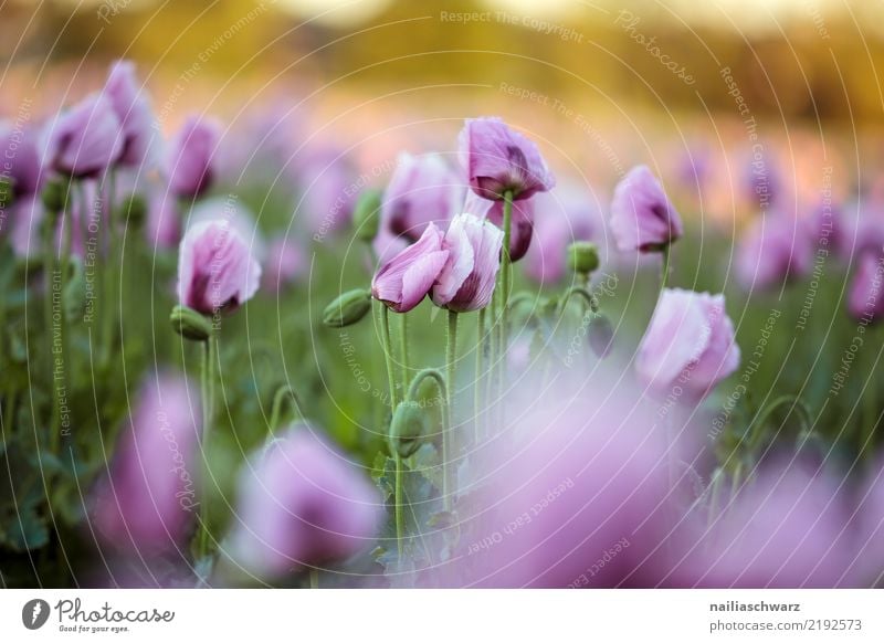 Lila Mohnfeld Leben Umwelt Natur Landschaft Pflanze Frühling Sommer Blume Blüte Nutzpflanze Mohnblüte Garten Park Wiese Feld Blühend Duft Wachstum natürlich