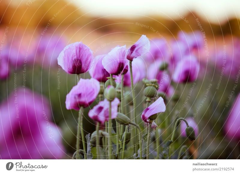 lila Mohnfeld Leben Umwelt Natur Landschaft Pflanze Sonnenaufgang Sonnenuntergang Frühling Sommer Blume Blüte Nutzpflanze Mohnblüte Garten Park Wiese Feld