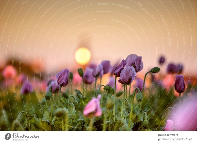 Mohnfeld Leben Natur Landschaft Pflanze Sonnenaufgang Sonnenuntergang Frühling Sommer Blume Blüte Nutzpflanze Mohnblüte Garten Park Wiese Feld Blühend Wachstum