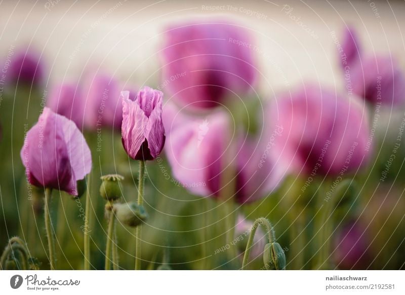 lila Mohn Leben Umwelt Landschaft Pflanze Frühling Sommer Schönes Wetter Blume Blüte Feld Blühend Duft Wachstum natürlich schön grün violett Frühlingsgefühle