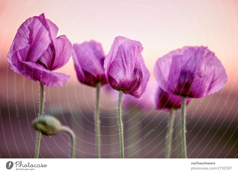 Mohnfed Leben Umwelt Natur Pflanze Sonnenaufgang Sonnenuntergang Blume Blüte Nutzpflanze Mohnblüte Mohnfeld Garten Park Wiese Feld Blühend Duft Wachstum