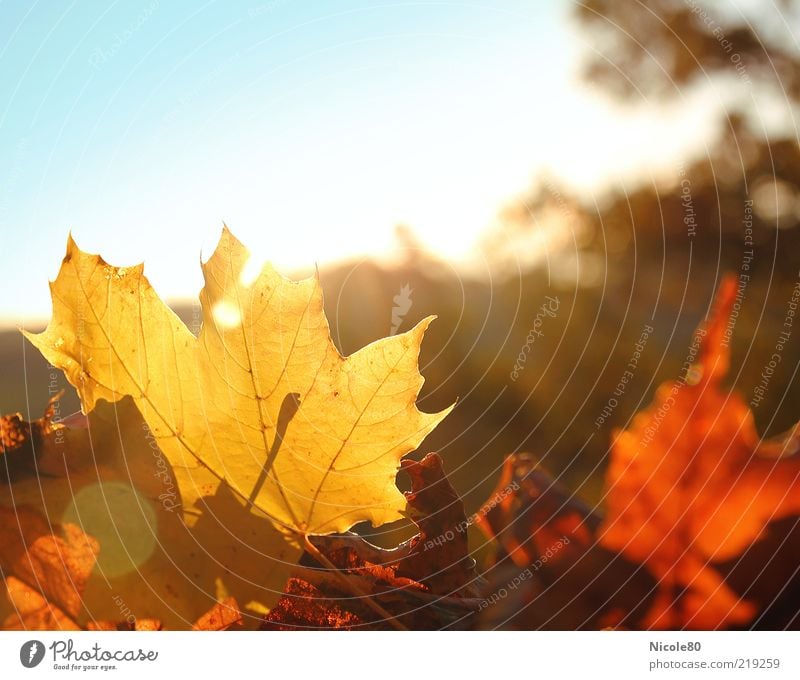 Herbstlaub Umwelt Natur Pflanze Sonne Sonnenlicht Blatt gelb gold Ahornblatt Jahreszeiten Farbfoto Außenaufnahme Menschenleer Textfreiraum rechts