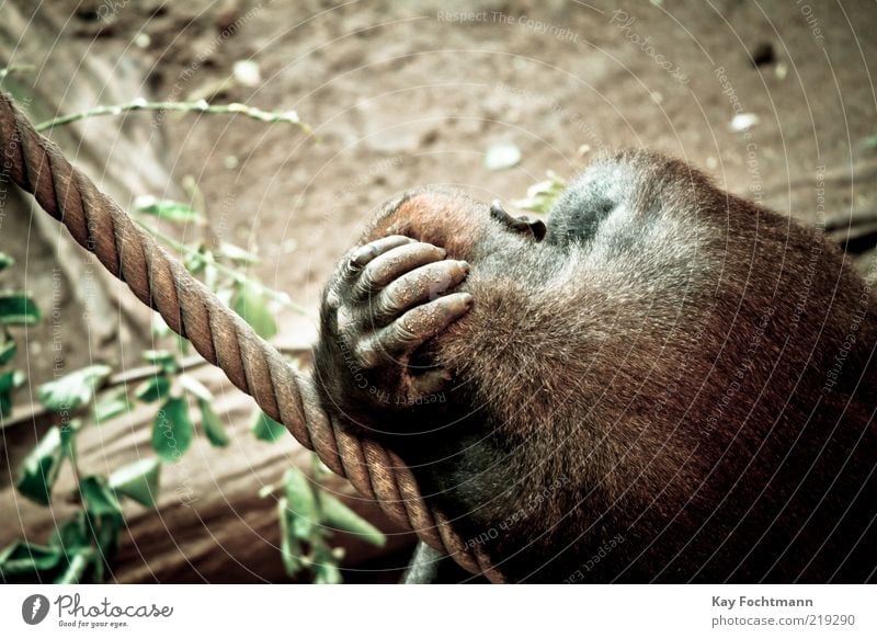 ....einfach mal den bimbam baumeln lassen.... Tier Wildtier Fell Zoo Affen Gorilla Erholung liegen schlafen Coolness wild braun gelb Kraft Langeweile Farbfoto