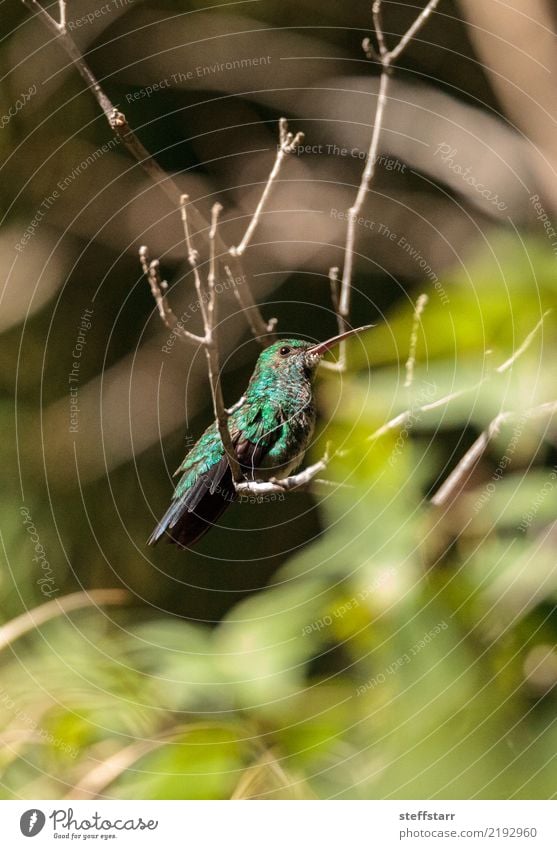 Blauer chinned Smaragdkolibri Natur Baum Sträucher Garten Park Tier Wildtier Vogel Tiergesicht 1 blau grün Kolibri Nest blau gekreidet Chlorostilbon notatus