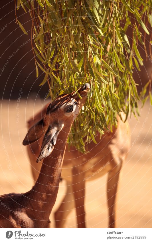 Südlicher Gerenuk Litocranius Walleri Essen Pflanze Baum Grünpflanze Tier Wildtier Tiergesicht 2 braun gold Südliches Gerenuk Litocranius walleri Tansania