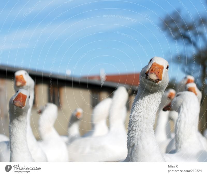 guck guck Gack Gack Tier Nutztier Vogel Tiergruppe Neugier weiß Gans Geflügelfarm Tierzucht Federvieh Blick Bauernhof Farbfoto Außenaufnahme Nahaufnahme