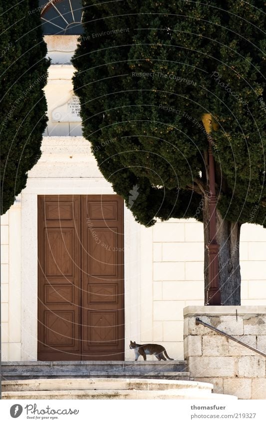 Catwalk Städtereise Sommer Vela Luka Kroatien Kleinstadt Kirche Architektur Treppe Fenster Tür Sehenswürdigkeit Tier Katze 1 gehen Zufriedenheit Farbfoto