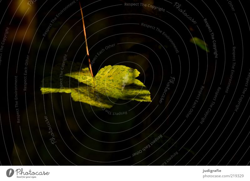 Licht Umwelt Natur Pflanze Herbst Blatt hängen leuchten dehydrieren Wachstum dunkel natürlich grün einzigartig Leben Stimmung Farbfoto Gedeckte Farben