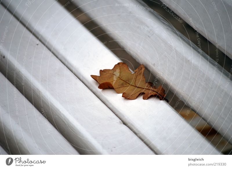 Das Ende der Saison II Blatt Bank alt braun weiß ruhig Vergänglichkeit verlieren Herbst Herbstlaub Saisonende Farbfoto Gedeckte Farben Außenaufnahme Tag 1