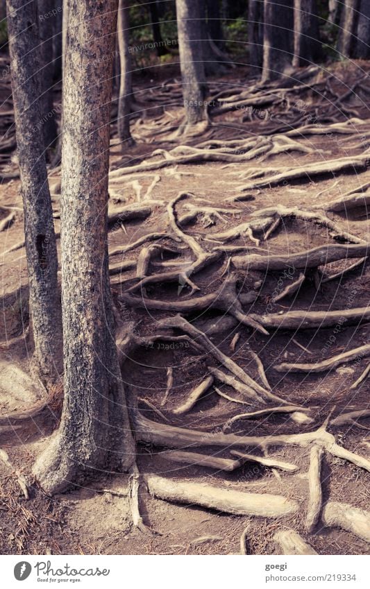 verwurzelt Natur Pflanze Erde Sand Sommer Baum Wald bedrohlich fantastisch stark Rückhalt Halt Wurzel durcheinander Farbfoto Gedeckte Farben Außenaufnahme