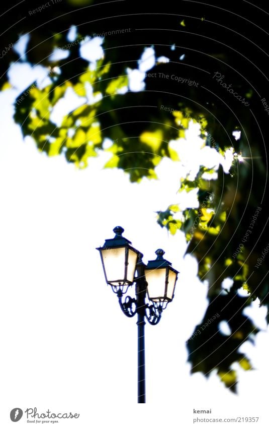 Licht und Leuchten Umwelt Natur Pflanze Himmel Sonne Sonnenlicht Sommer Schönes Wetter Baum Lampe Laterne leuchten alt ästhetisch elegant hell grün Farbfoto