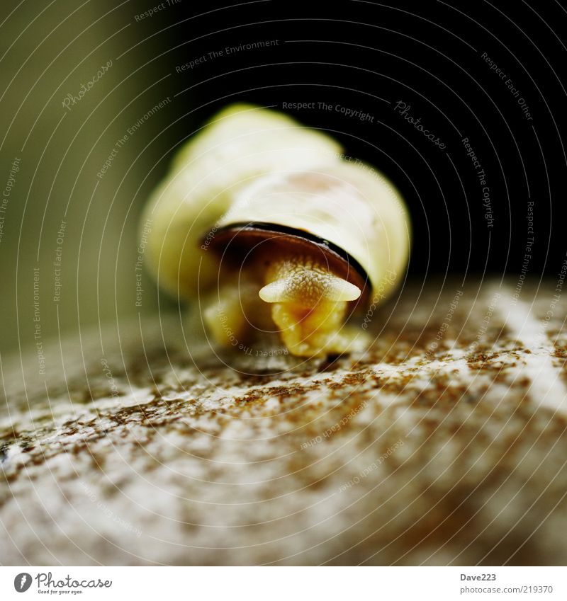 Komm raus kleine Schnecke Stein Tier Wildtier Schneckenhaus 1 Blick schleimig braun Farbfoto Außenaufnahme Makroaufnahme Tag Schwache Tiefenschärfe Tierporträt