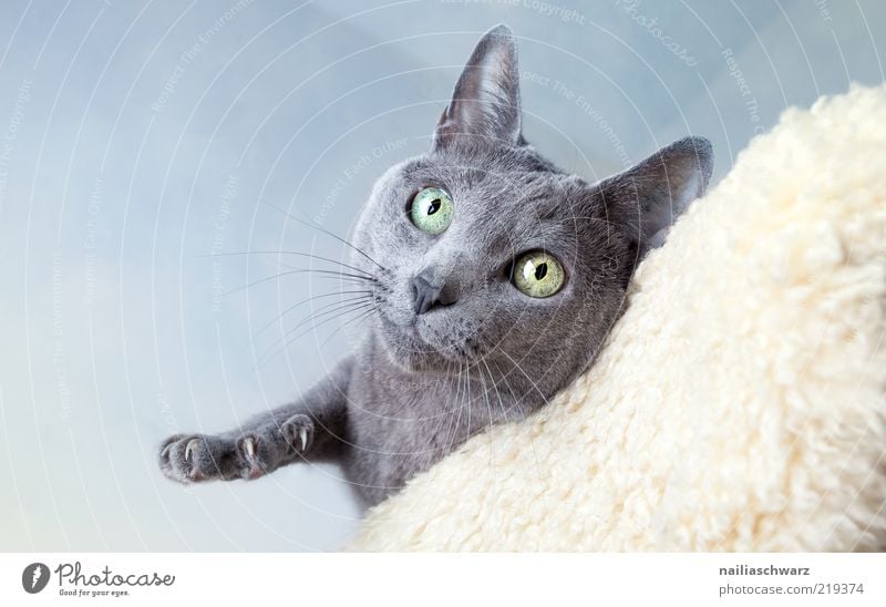 Katzenblick Tier Haustier karthäuser kurzhaarig 1 ästhetisch Neugier niedlich oben blau grau silber Farbfoto Gedeckte Farben Innenaufnahme Menschenleer