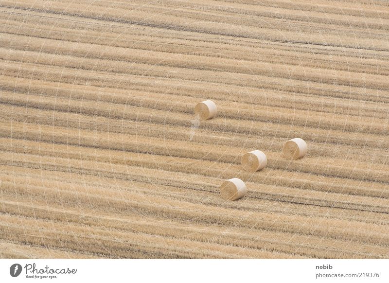 3+1 Getreide Herbst Nutzpflanze Feld Streifen Duft gelb gold nachhaltig Farbfoto Luftaufnahme Menschenleer Tag Vogelperspektive Kornfeld Strohballen