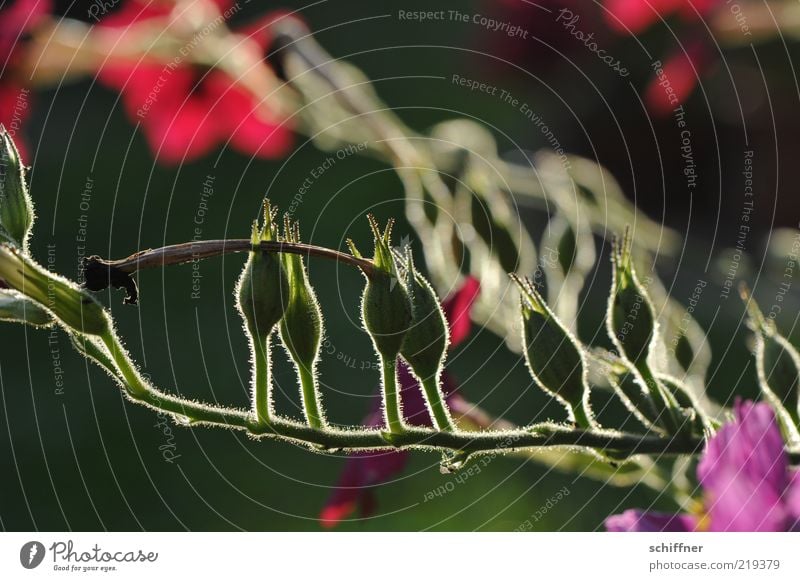 Abendschimmern Pflanze Blume Sträucher Blüte leuchten schön ruhig Stimmung Pflanzenteile Stengel Blühend rot grün Abenddämmerung Außenaufnahme Nahaufnahme