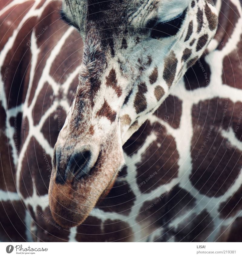 antilope Tier Wildtier Tiergesicht Fell Zoo Giraffe 1 ästhetisch braun weiß Farbfoto Außenaufnahme Nahaufnahme Detailaufnahme Menschenleer Tag Tierporträt