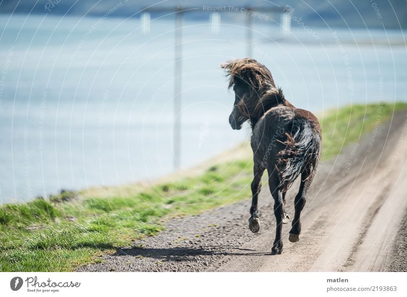 Blick zurück Natur Landschaft Frühling Gras Fjord Tier Pferd 1 laufen muskulös Geschwindigkeit blau braun grau grün Island galoppieren Schatten Mast Piste