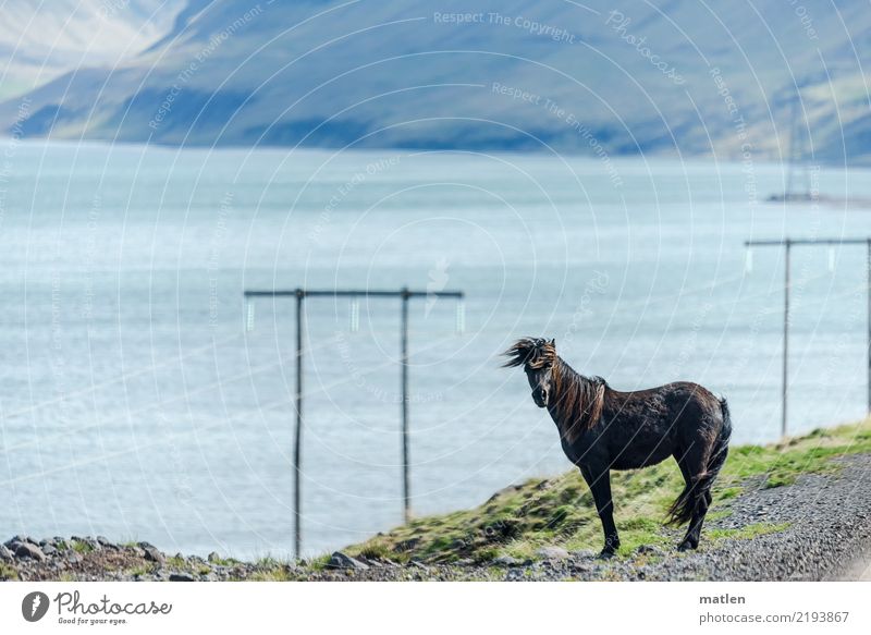 Los-komm schon Natur Landschaft Frühling Gras Berge u. Gebirge Fjord Tier Pferd 1 stehen warten blau braun grau grün Zuwendung Island Mast Schotterweg