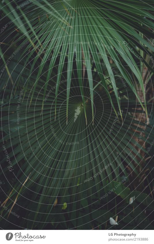 Pflanzen im Gewächshaus Garten Natur Baum Blatt Wachstum groß natürlich Berlin lebend botanisch Varieté Deutschland Farbfoto Nahaufnahme Menschenleer Tag