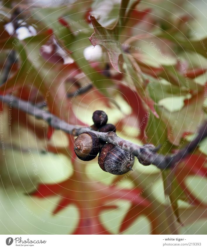 Eichel Natur Blatt Eicheln braun grün rot Wandel & Veränderung Ast Herbst Farbfoto mehrfarbig Außenaufnahme Nahaufnahme Detailaufnahme Makroaufnahme