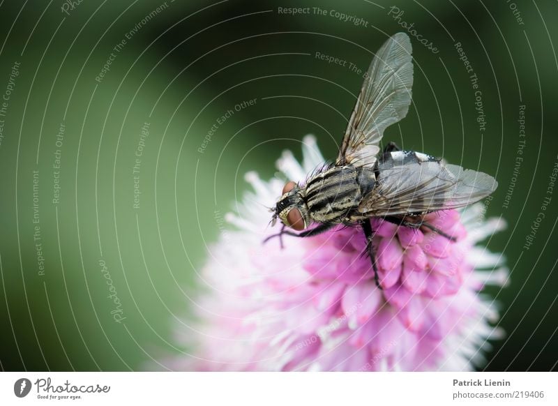 just another fly Umwelt Natur Pflanze Tier Sommer Blume Blüte Wildpflanze Wildtier Flügel 1 ästhetisch Duft authentisch Fliege Reinigen Auge Facettenauge grün