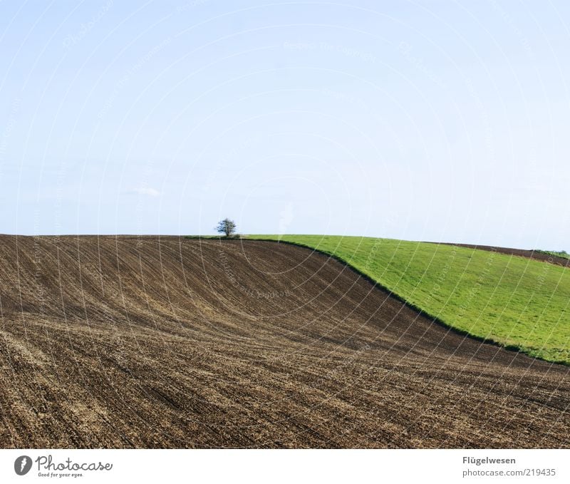 abgegrast Umwelt Natur Landschaft Klima Klimawandel Baum Wiese Feld natürlich Weide Himmel Freiheit Hügel Farbfoto Außenaufnahme Tag Brachland Blauer Himmel