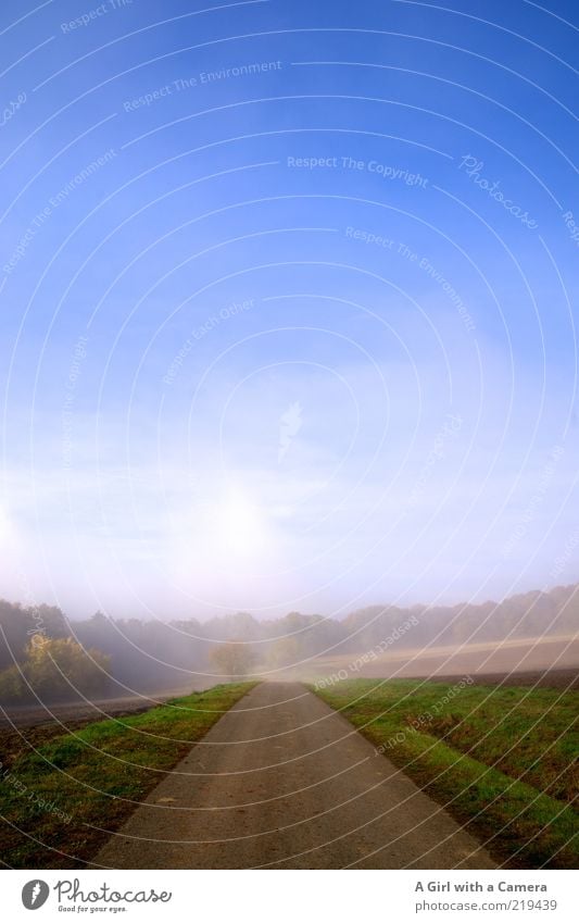 langsam wird es freundlicher! Umwelt Natur Pflanze Himmel Wolkenloser Himmel Horizont Herbst Schönes Wetter Nebel Feld frisch natürlich blau mehrfarbig grau