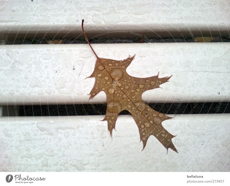 Ein ganz besonderes Blatt Umwelt Natur Wassertropfen Klima Wetter schlechtes Wetter Regen nass braun weiß Bank Parkbank Eiche Eichenblatt Farbfoto