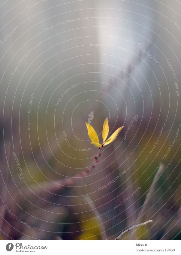 kleiner Trieb Natur Frühling Pflanze Sträucher Blatt Blühend Wachstum Ast Farbfoto Außenaufnahme Nahaufnahme Menschenleer Schwache Tiefenschärfe Unschärfe