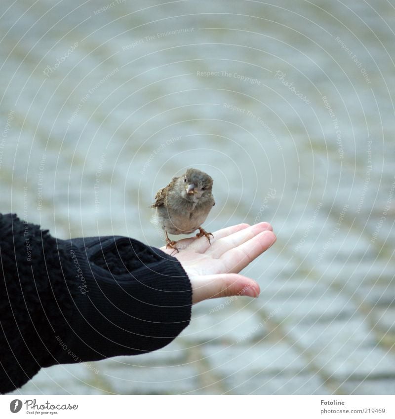 Noch n Piepmatz Mensch Kind Haut Arme Hand Finger Natur Tier Wildtier Vogel Krallen frech frei klein natürlich füttern Spatz Schnabel Fressen Krümel Farbfoto