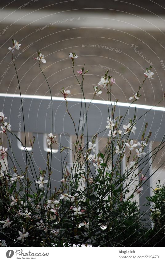 Das Ende der Saison VII Blume Gras Blüte Bank Blühend warten rosa weiß Gelassenheit geduldig ruhig Vergänglichkeit Saisonende Farbfoto Gedeckte Farben