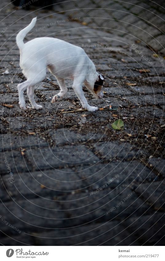 Spürhund Straße Wege & Pfade Tier Haustier Hund Fell Jack-Russell-Terrier 1 Stein dunkel weiß Suche Geruch Schwanz aufspüren Farbfoto Außenaufnahme