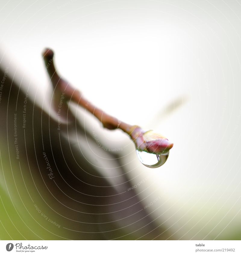 rainy day Umwelt Natur Pflanze Wassertropfen Zweig Blütenknospen hängen dünn Flüssigkeit nass braun grau grün feucht Farbfoto Gedeckte Farben Außenaufnahme