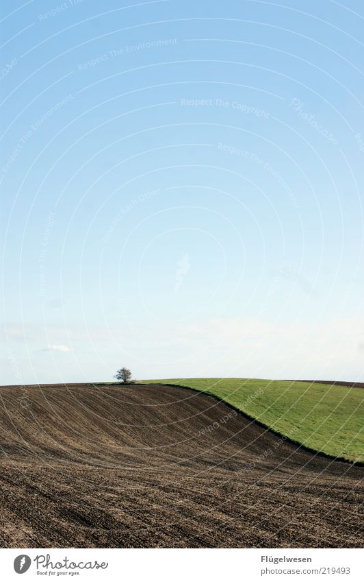 Himmel Baum Erde Wiese Ferne Freiheit Umwelt Natur Landschaft Pflanze Urelemente Wolkenloser Himmel Klima Wetter Feld natürlich friedlich Einsamkeit Farbfoto