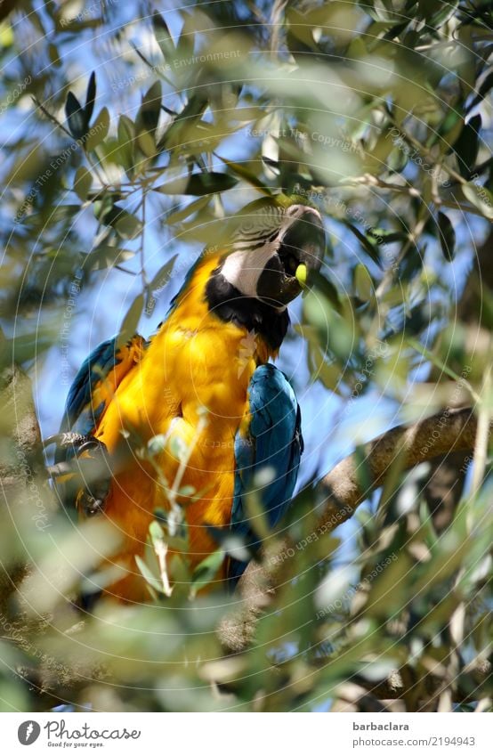 Olivenernte Baum Blatt Nutzpflanze Olivenbaum Vogel Papageienvogel Fressen sitzen exotisch frei Gesundheit blau gelb grün Gefühle Tierliebe bizarr Farbe