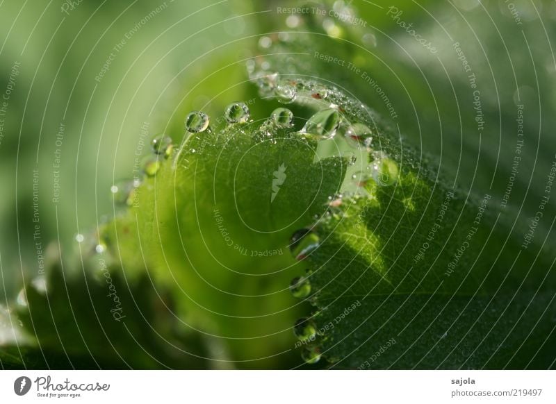 drops Umwelt Natur Pflanze Wasser Wassertropfen Blatt grün Guttation Farbfoto Außenaufnahme Nahaufnahme Detailaufnahme Makroaufnahme Schwache Tiefenschärfe Tau