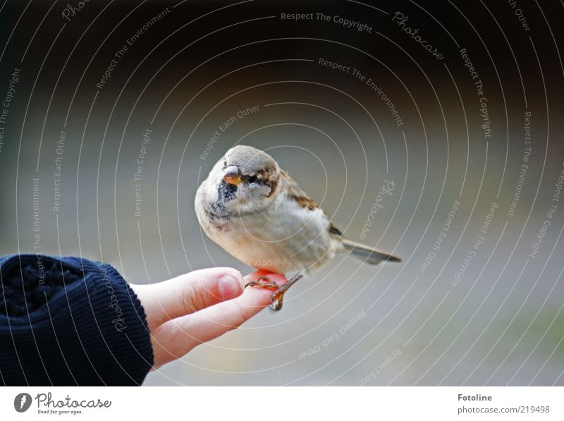 Dicker kleiner Kerl Mensch Kind Haut Arme Hand Finger Umwelt Natur Tier Wildtier Vogel Krallen 1 frech hell listig nah natürlich Neugier niedlich Spatz Schnabel