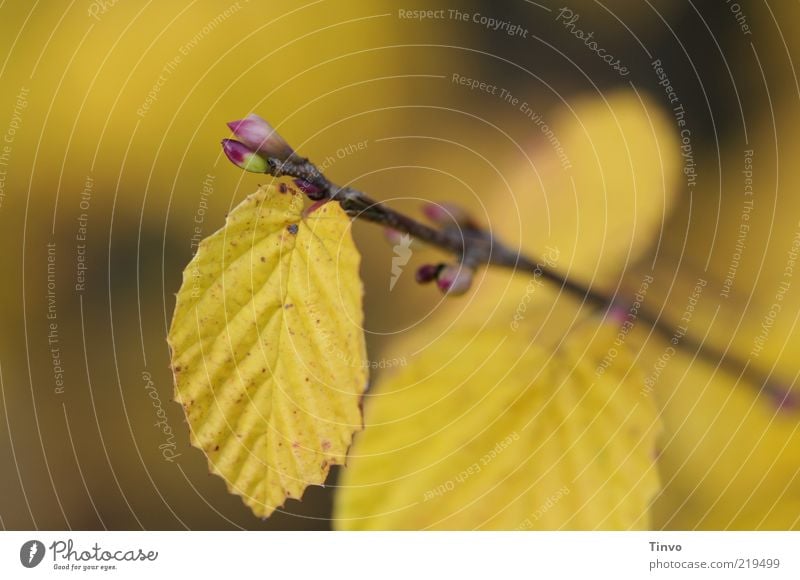 Jedem Ende wohnt ein Anfang inne. Natur Herbst Blatt gelb Wandel & Veränderung Buchenblatt Zweig Blattknospe Vergänglichkeit Farbfoto Außenaufnahme Nahaufnahme