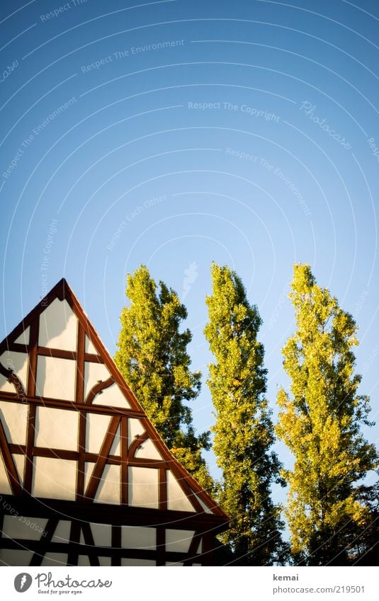 Fachwerk Natur Pflanze Sommer Schönes Wetter Baum Haus Bauwerk Gebäude Architektur Fachwerkhaus Mauer Wand Fassade Fachwerkfassade leuchten alt blau grün