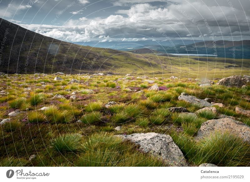 Nach dem Regen, Moorlandschaft Natur Landschaft Pflanze Wassertropfen Gewitterwolken Horizont Sommer schlechtes Wetter Gras Moos Bergheide Nadelwald Wald Hügel