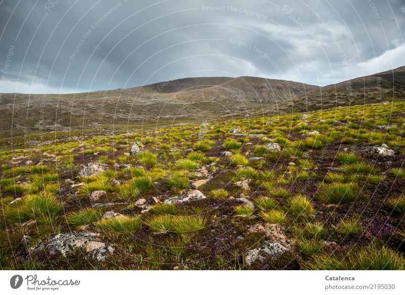 Hochmoor Ausflug Berge u. Gebirge wandern Landschaft Wolken Gewitterwolken Sommer schlechtes Wetter Pflanze Blume Gras Bergheide Hügel Moor Sumpf