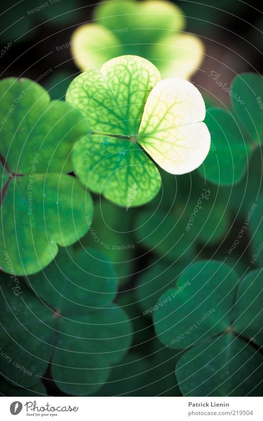 Sauerklee Umwelt Natur Pflanze Urelemente Blatt Grünpflanze Wildpflanze Wachstum ästhetisch hell schön Stimmung vergilbt Jahreszeiten Strukturen & Formen grün