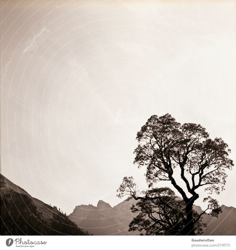 Regards to Mr. Adams... Umwelt Natur Landschaft Himmel Pflanze Baum Hügel Berge u. Gebirge authentisch einfach groß Stimmung Freiheit Schwarzweißfoto