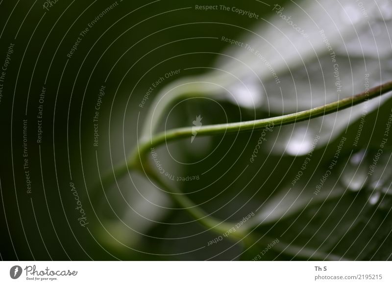 Blatt Natur Pflanze Sommer Herbst Winter Regen ästhetisch authentisch einfach elegant nass natürlich grün Gelassenheit geduldig ruhig einzigartig Tropfen