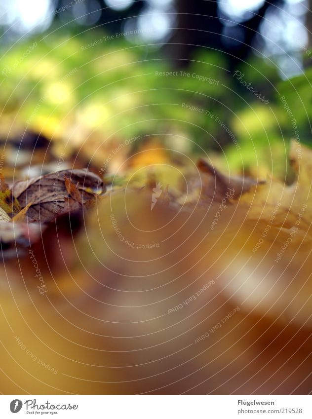 gLAUBe versetzt Berge Umwelt Natur Herbst alt Herbstlaub herbstlich Herbstfärbung Herbstbeginn Blatt Farbfoto Außenaufnahme Tag Unschärfe Waldboden Menschenleer