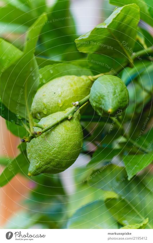 Zitronenbaum Lebensmittel Frucht Ernährung Essen Bioprodukte Vegetarische Ernährung Diät Fasten Lifestyle Gesundheit Gesunde Ernährung Fitness Freizeit & Hobby